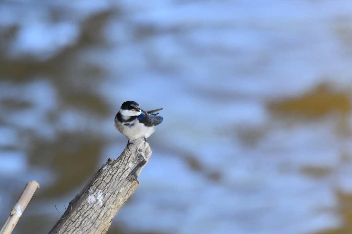 White-throated Swallow - ML645737337
