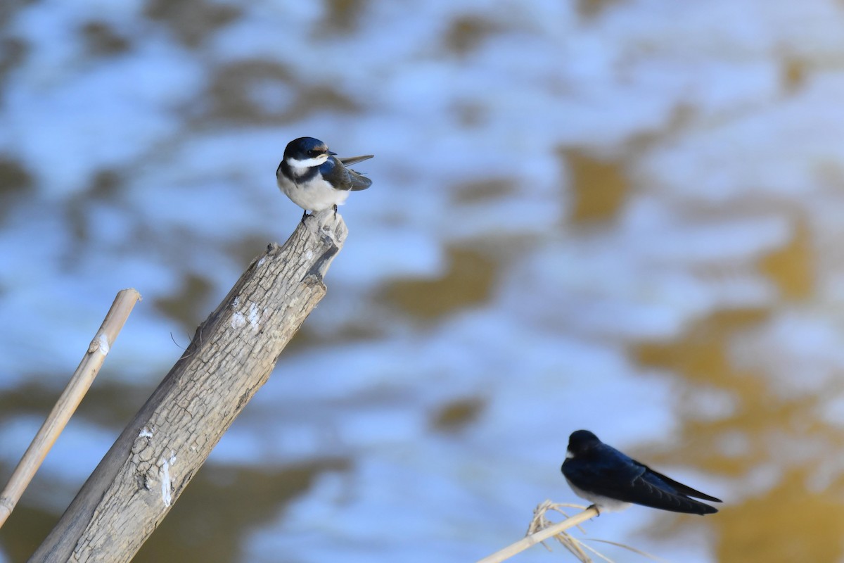 White-throated Swallow - ML645737338