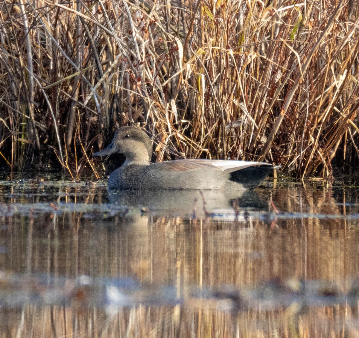 Gadwall - ML645737345