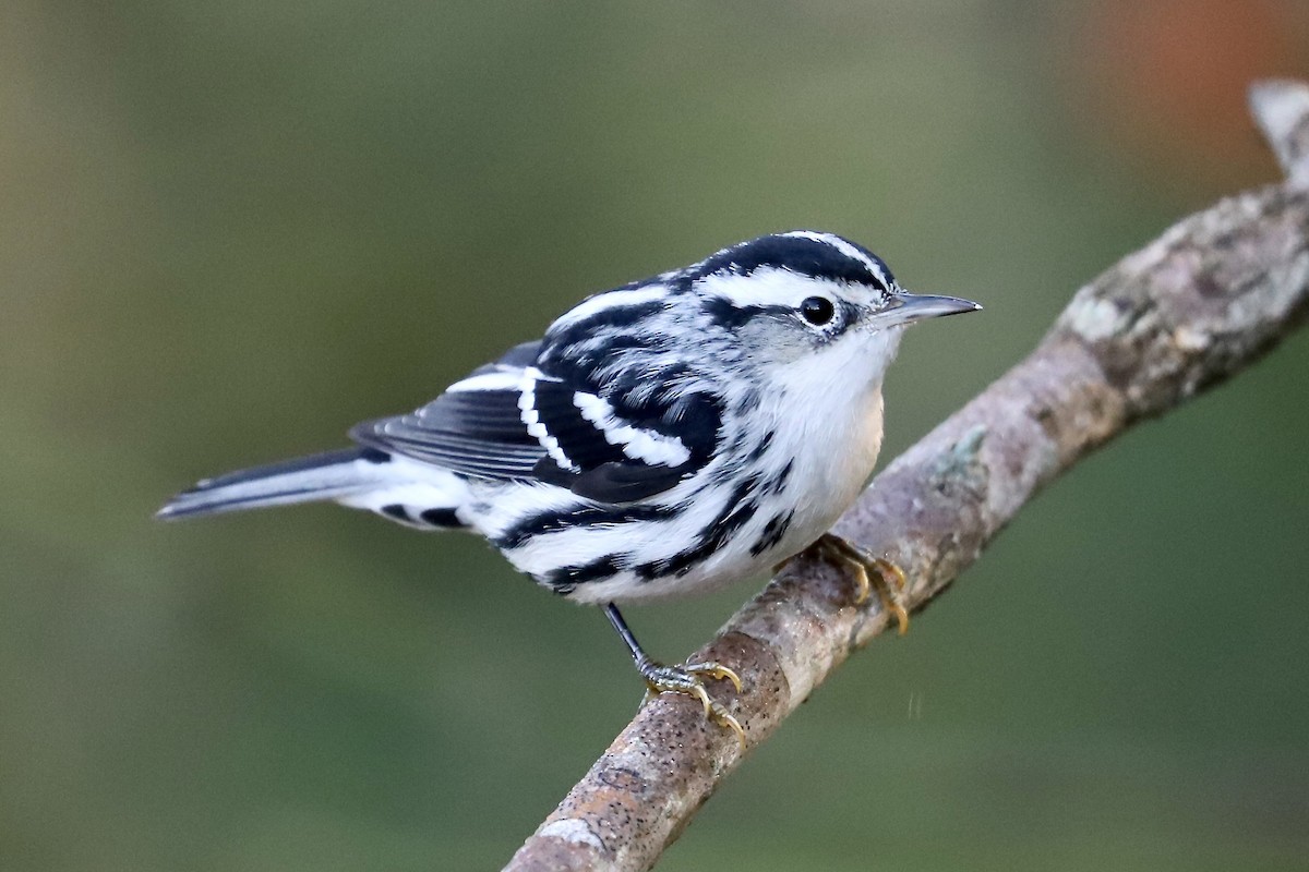 Black-and-white Warbler - ML645737347