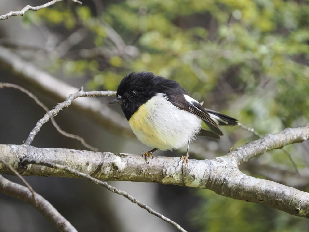 Tomtit - ML645737352