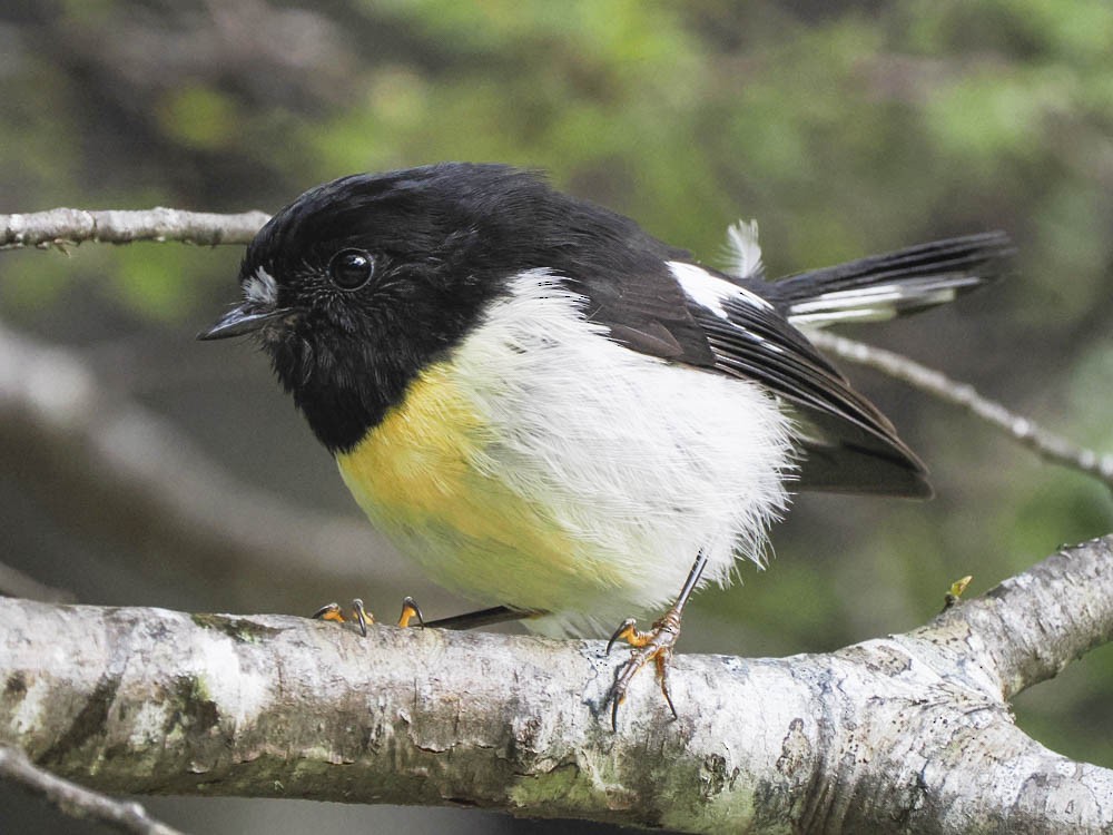 Tomtit - ML645737353