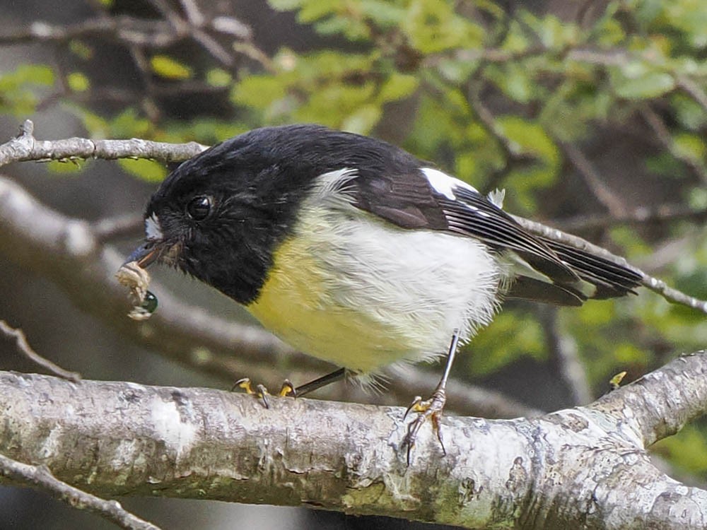 Tomtit - ML645737354