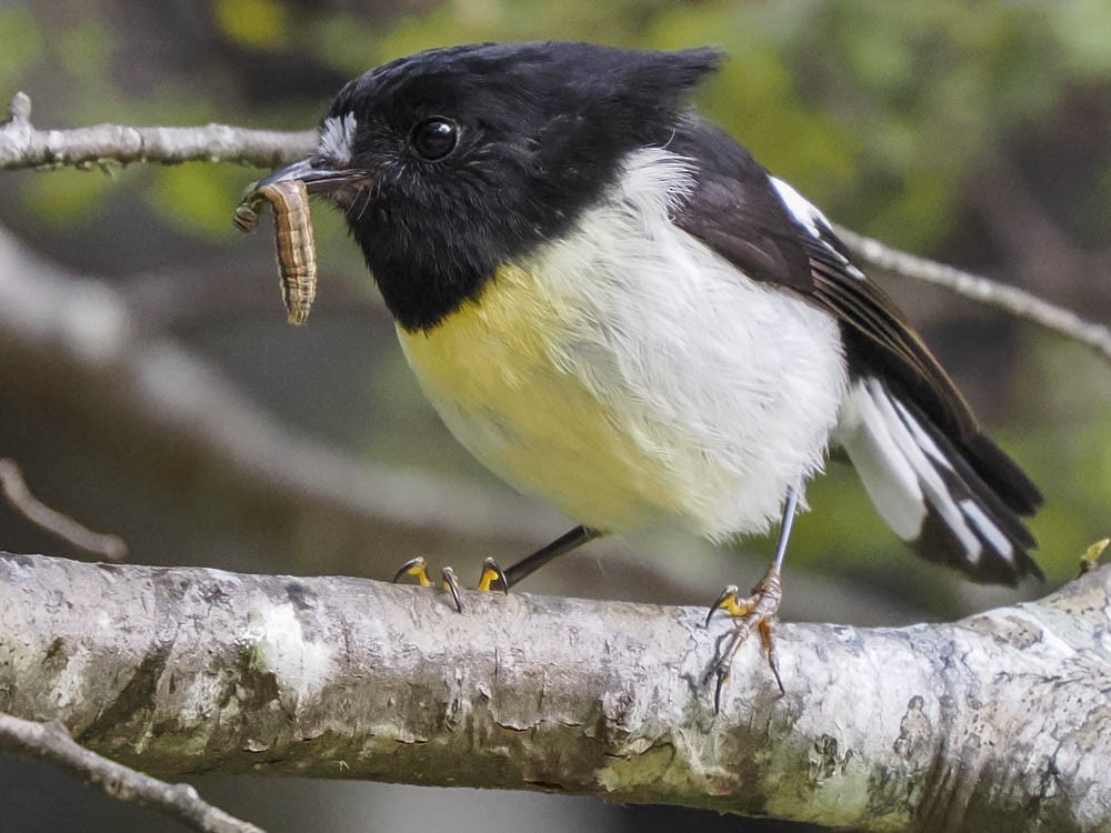 Tomtit - ML645737355