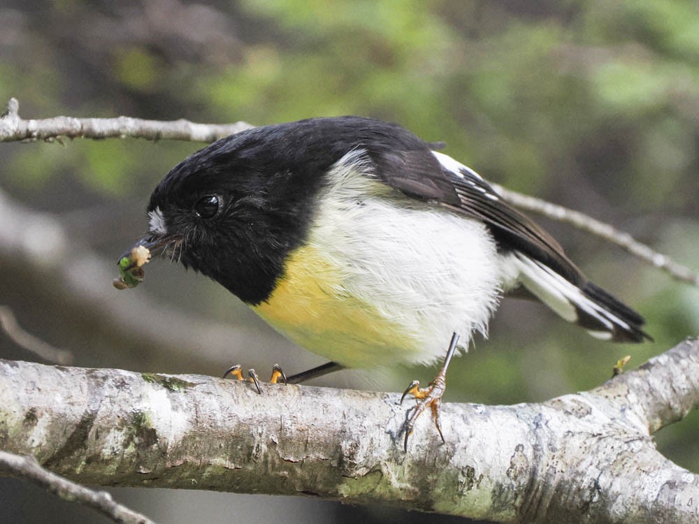 Tomtit - ML645737356