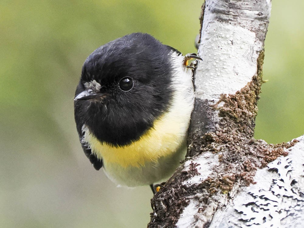 Tomtit - ML645737357