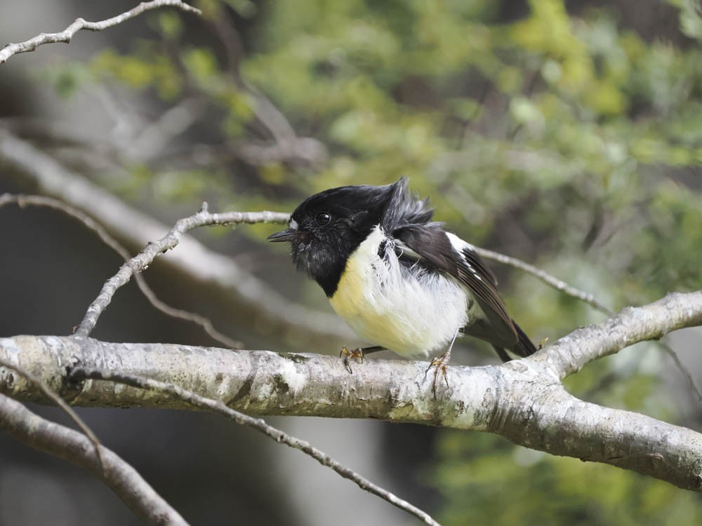 Tomtit - ML645737358