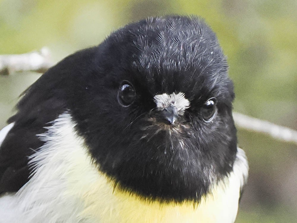 Tomtit - ML645737359