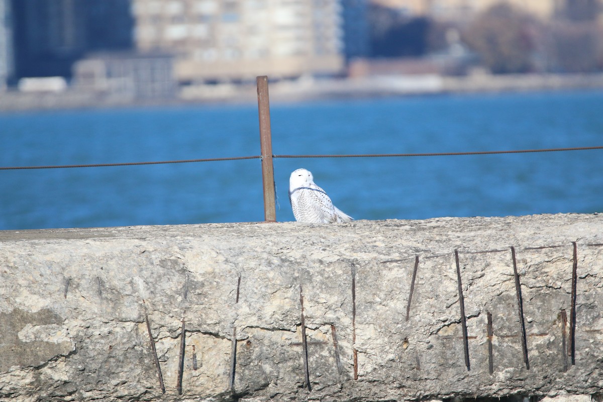 Snowy Owl - ML645737361