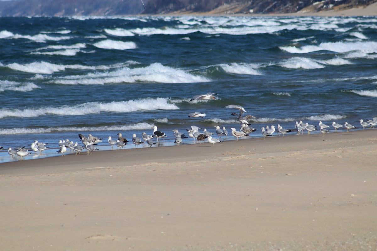 Great Black-backed Gull - ML645737368