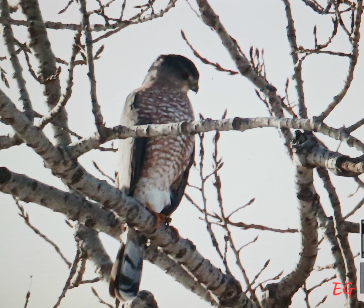 Cooper's Hawk - ML645737372