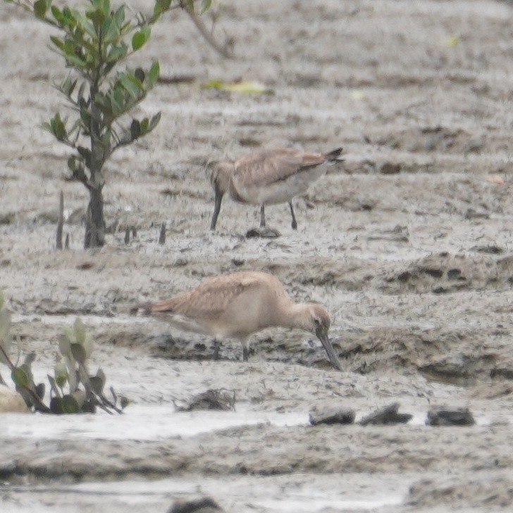 Hudsonian Godwit - ML645737391