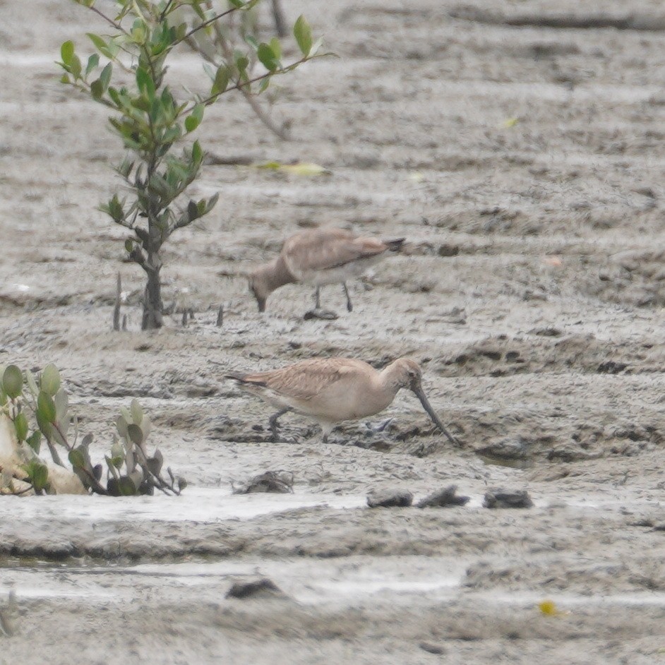 Hudsonian Godwit - ML645737392
