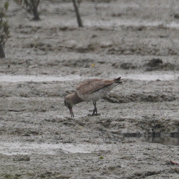 Hudsonian Godwit - ML645737393