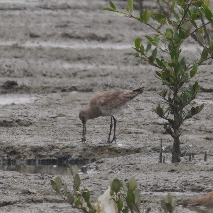 Hudsonian Godwit - ML645737394