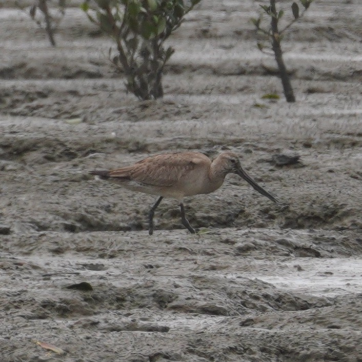 Hudsonian Godwit - ML645737395
