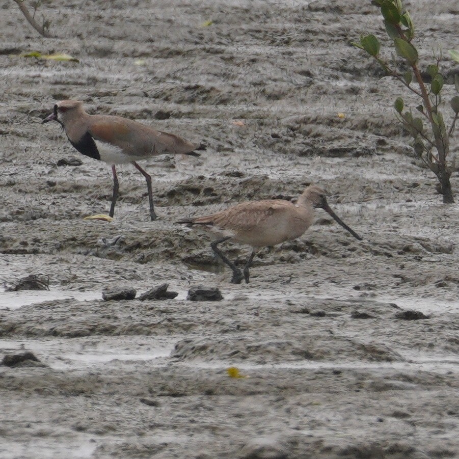 Hudsonian Godwit - ML645737396