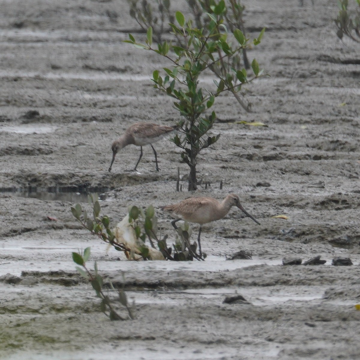 Hudsonian Godwit - ML645737398