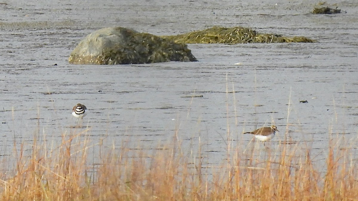 Killdeer - ML645737402