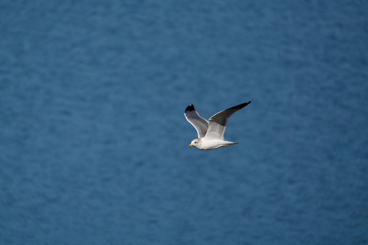 California Gull - ML645737404