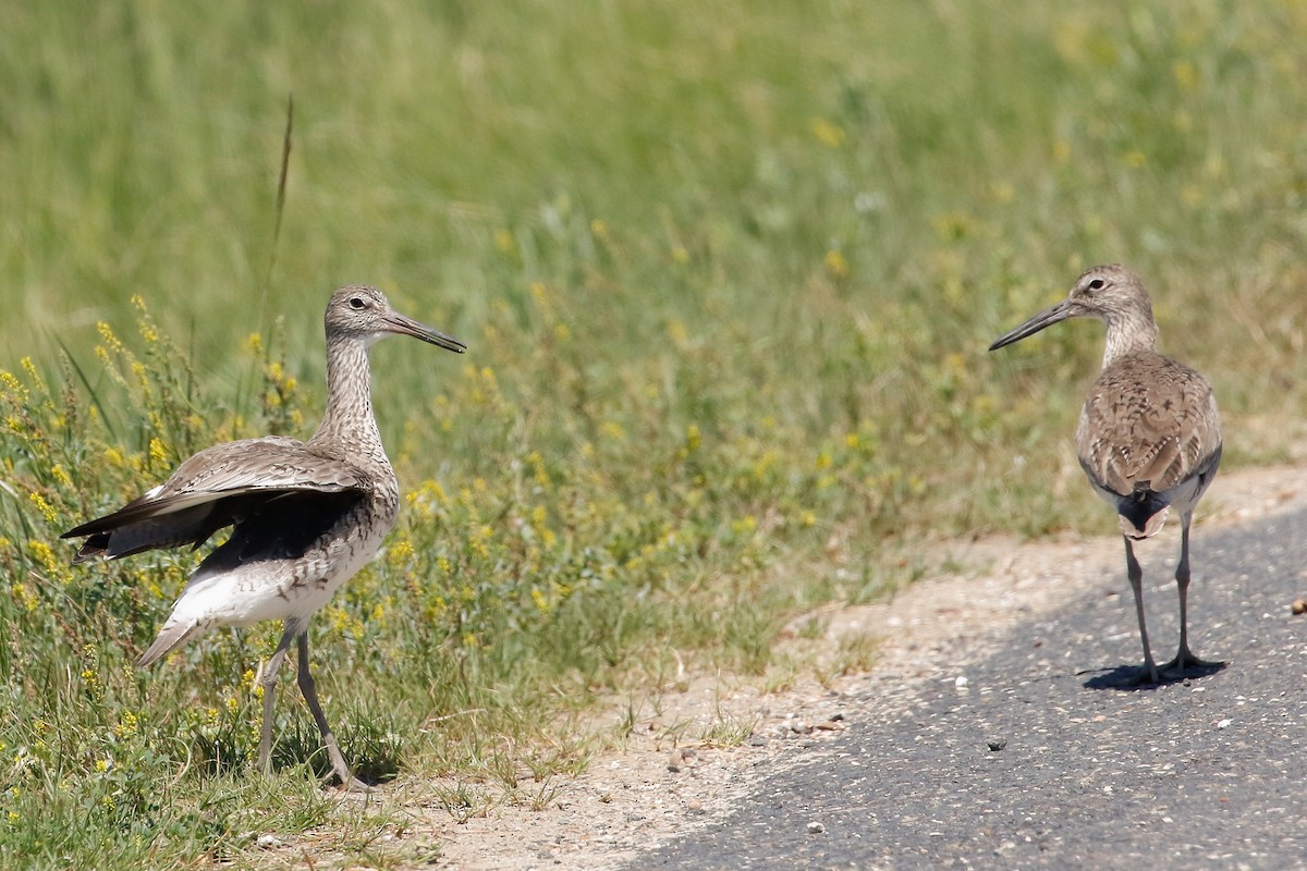 Willet (Eastern) - ML645737406