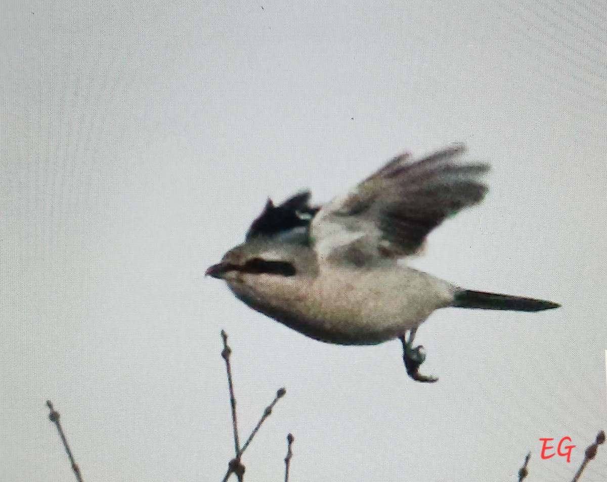 Northern Shrike - ML645737407