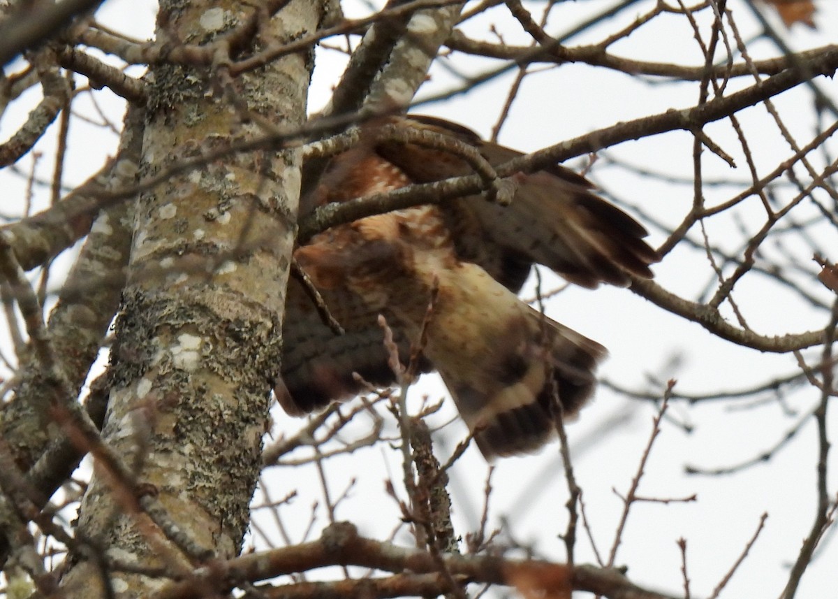 Broad-winged Hawk - ML645737412
