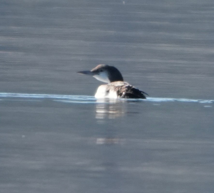 Common Loon - ML645737416