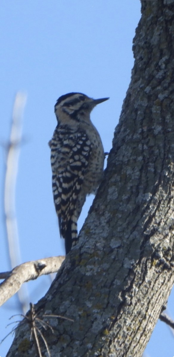 Ladder-backed Woodpecker - ML645737417