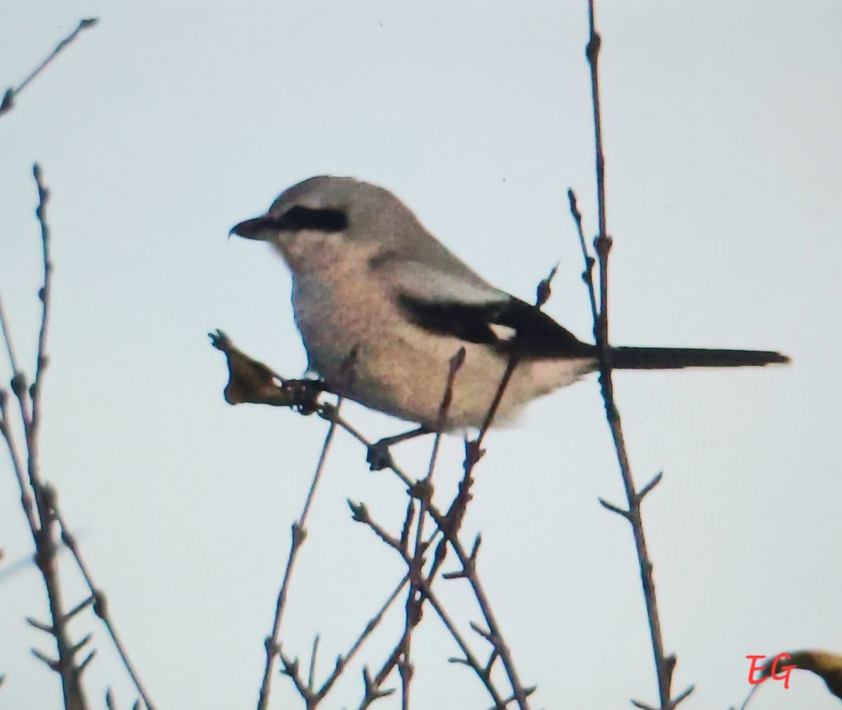 Northern Shrike - ML645737418