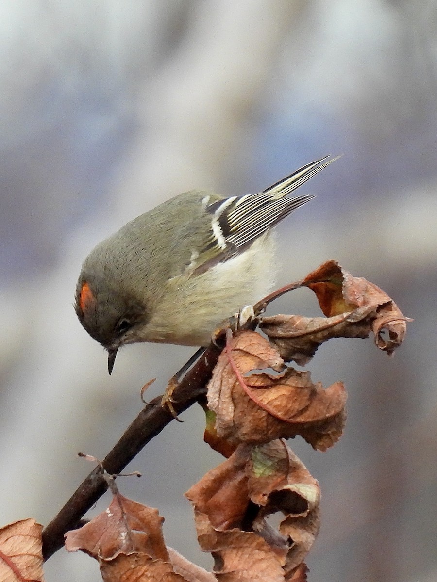 Ruby-crowned Kinglet - ML645737422