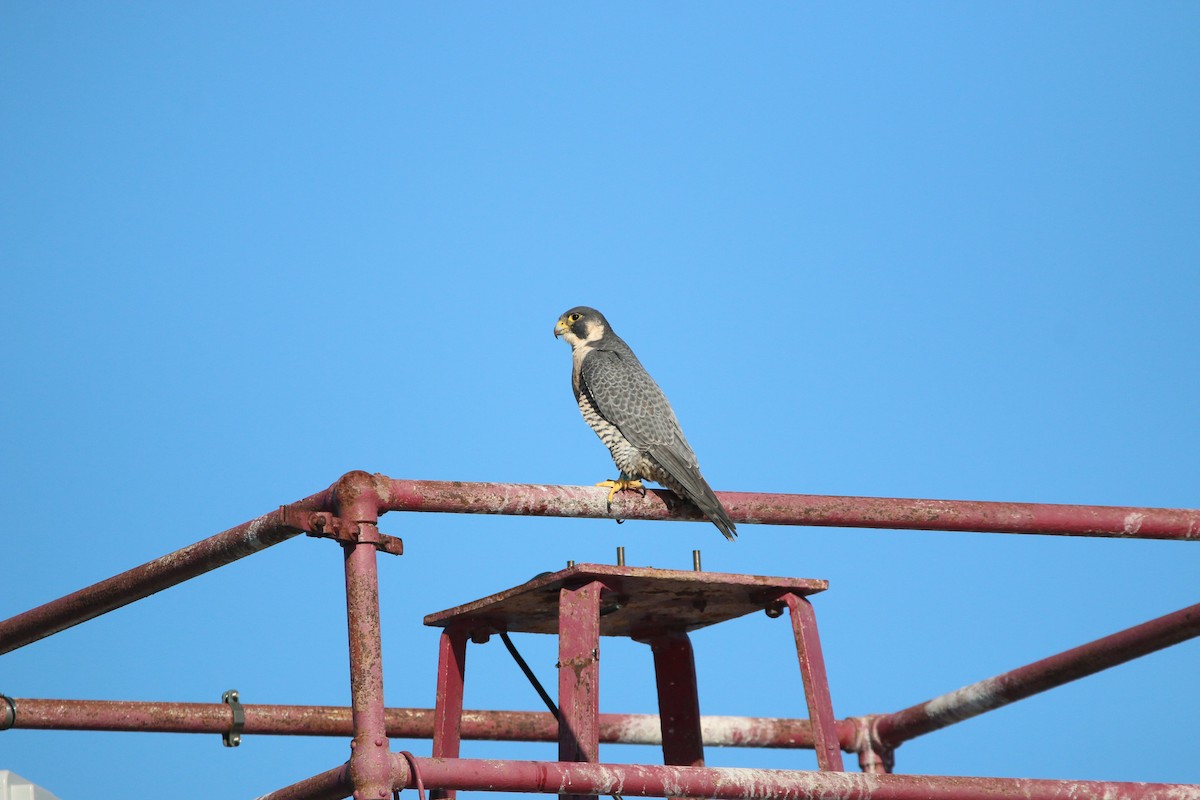 Peregrine Falcon - ML645737424