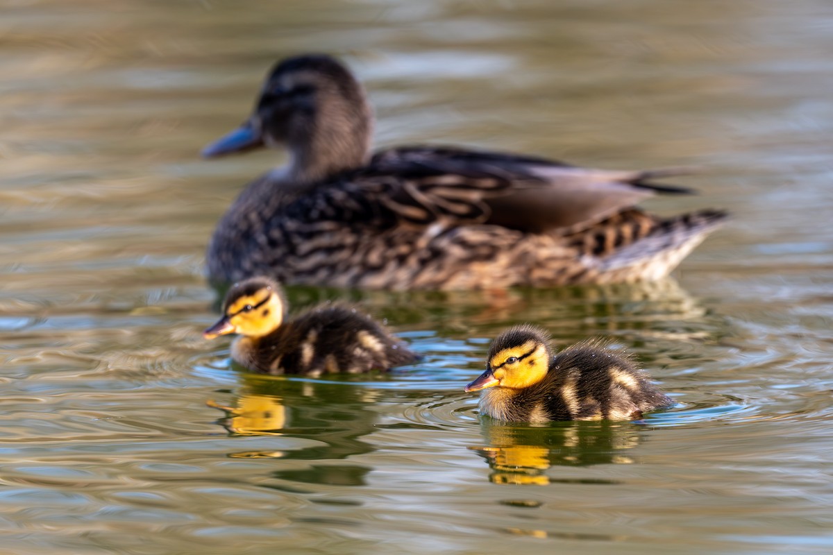 Кряква - ML645737425