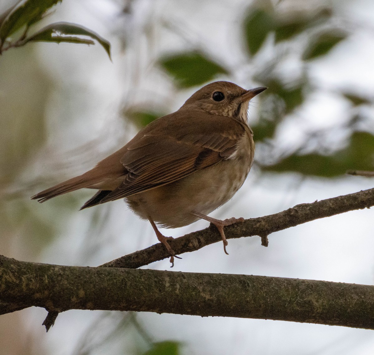 Hermit Thrush - ML645737426