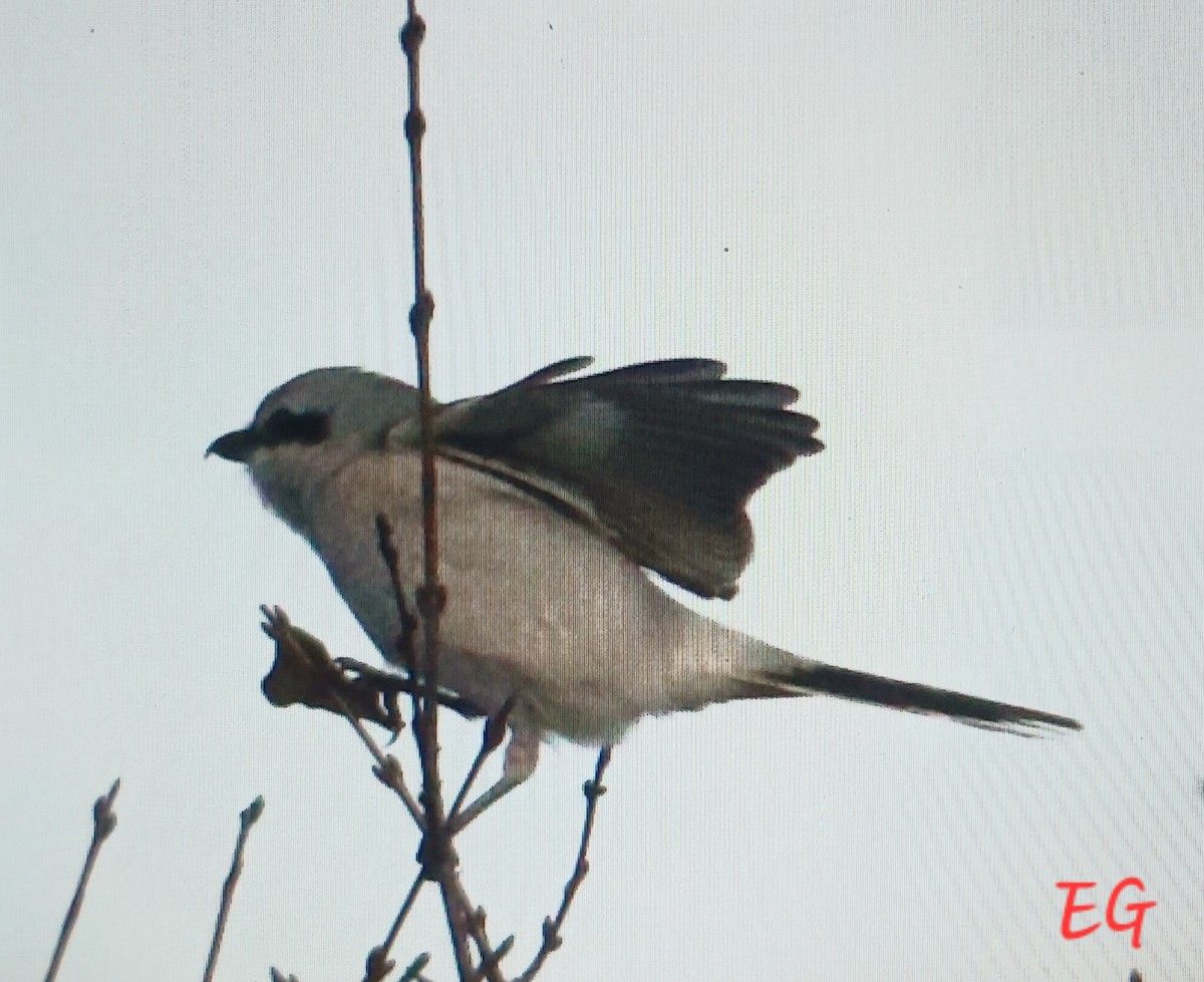 Northern Shrike - ML645737428