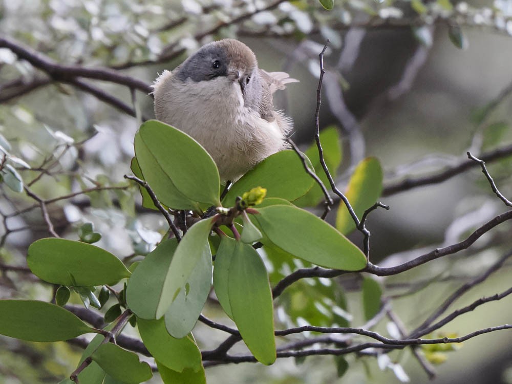 Pipipi - ML645737430