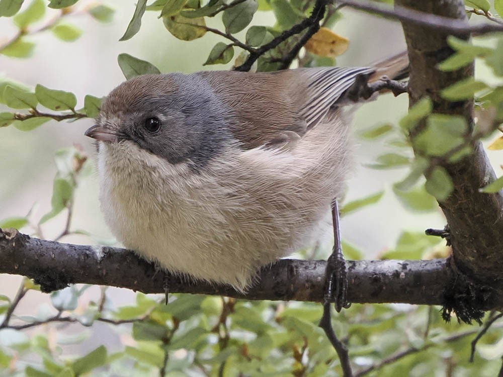 Pipipi - ML645737431