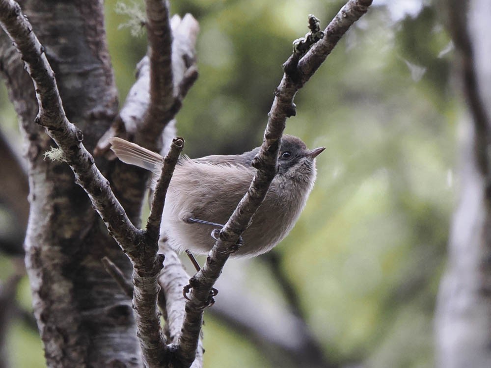 Pipipi - ML645737432