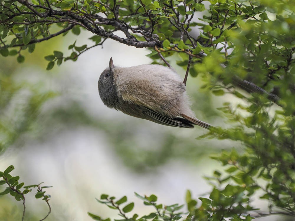 Pipipi - ML645737433