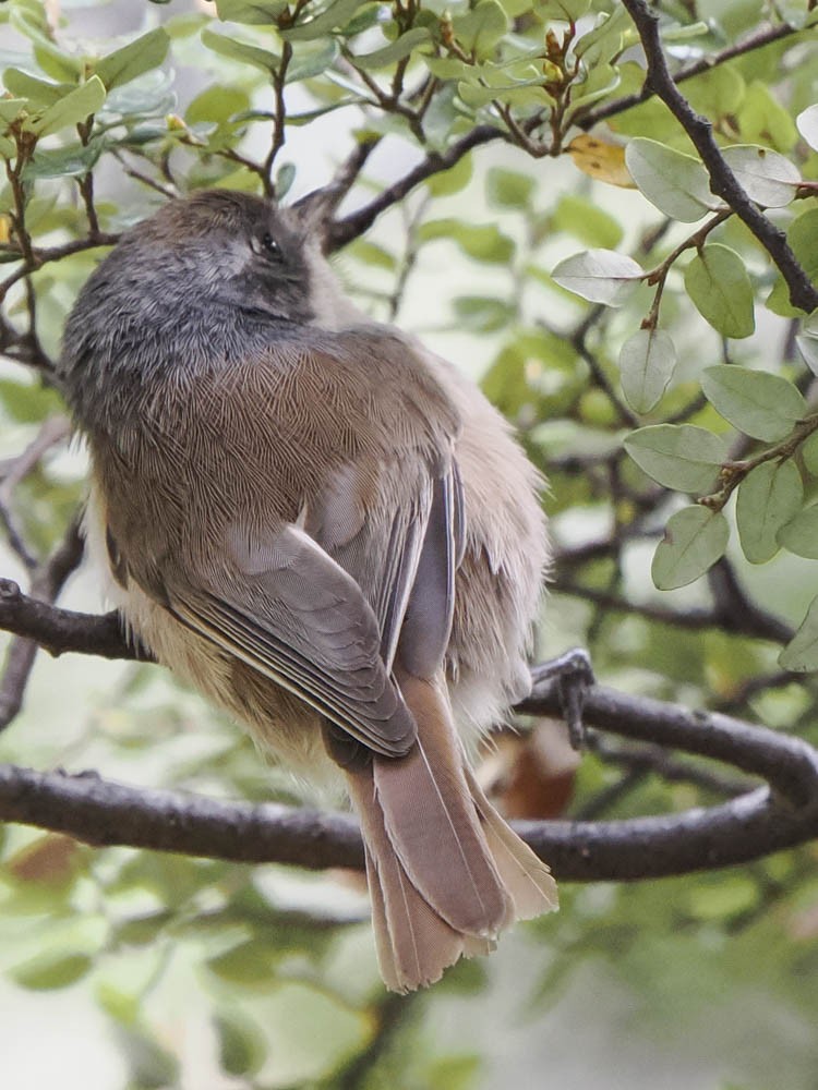 Pipipi - ML645737434