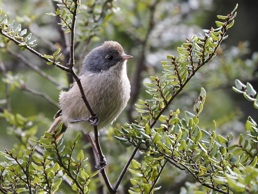 Pipipi - ML645737435