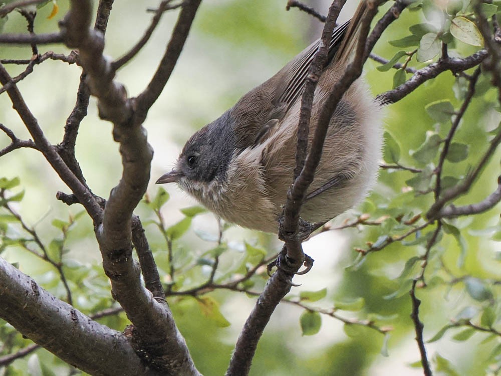 Pipipi - ML645737436