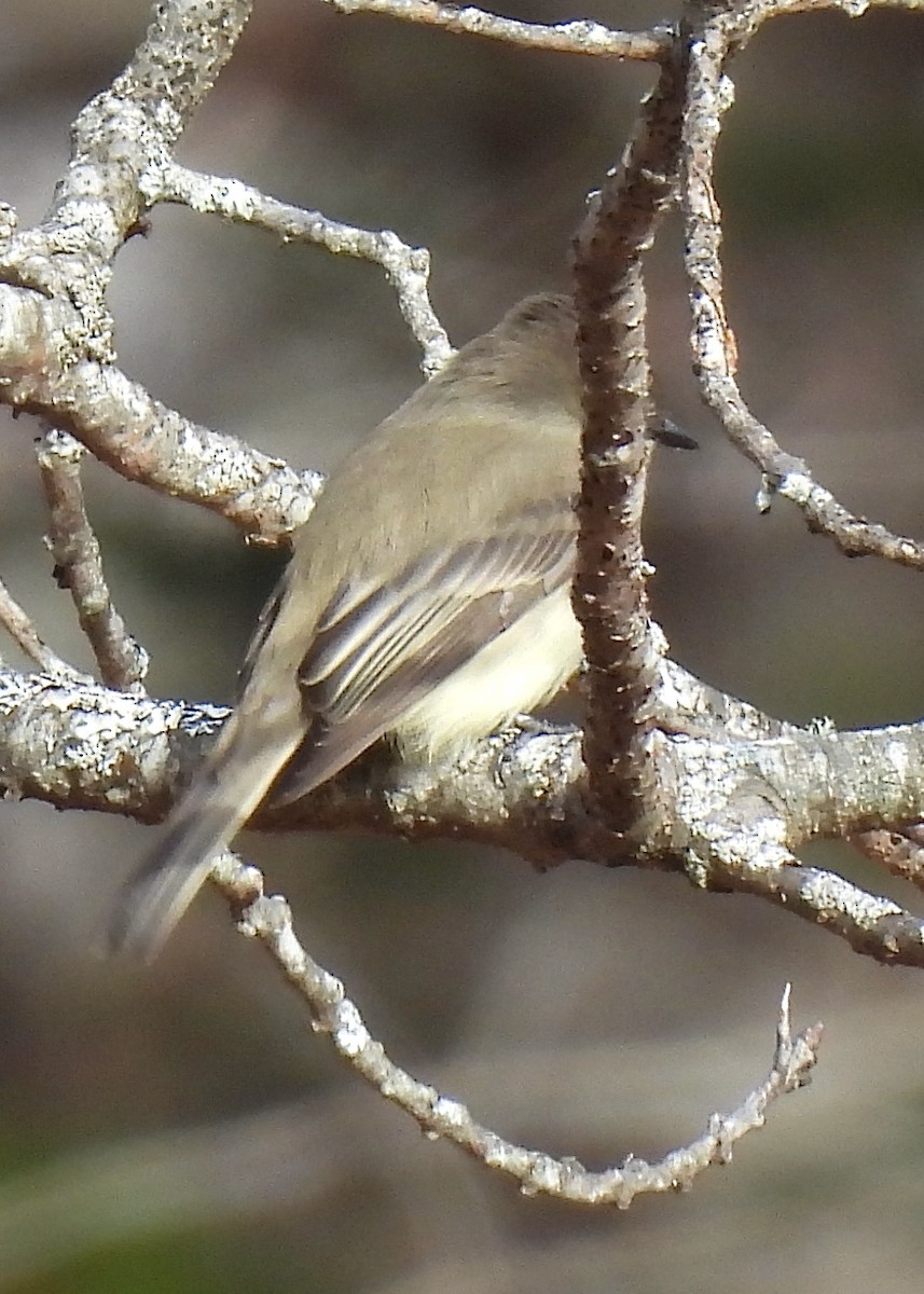 Eastern Phoebe - ML645737442