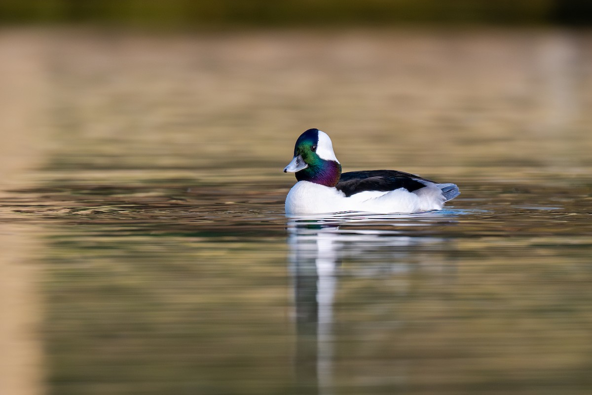 Гоголь-головастик - ML645737443