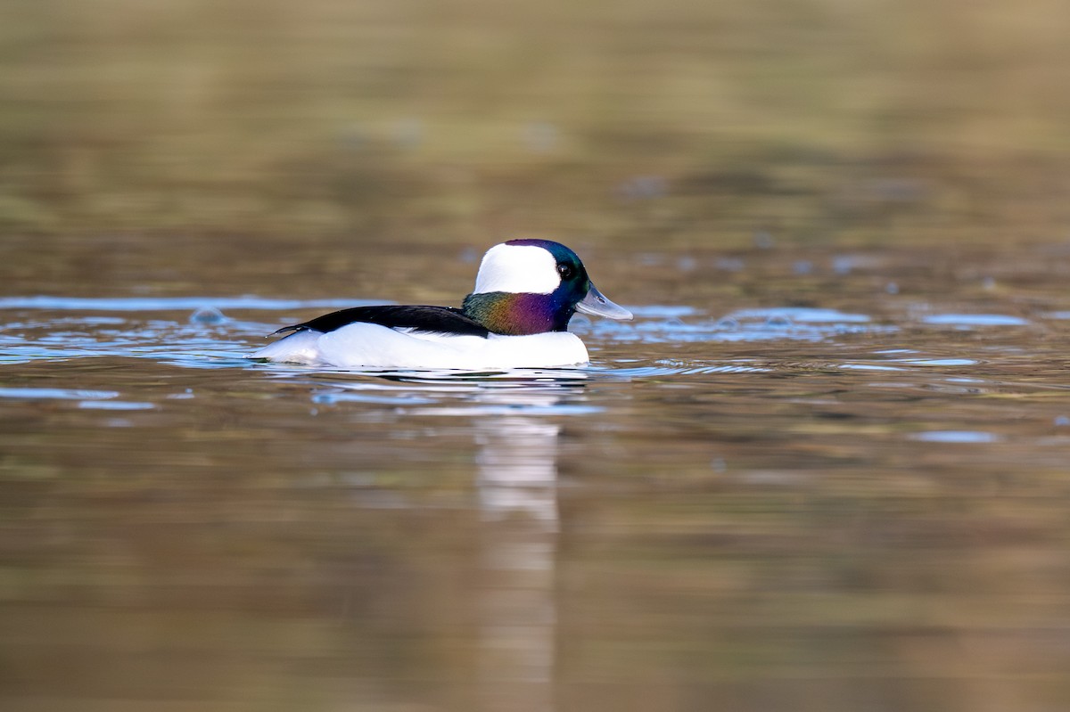 Гоголь-головастик - ML645737444