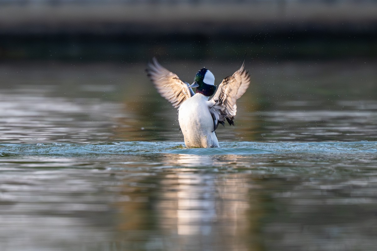 Гоголь-головастик - ML645737445