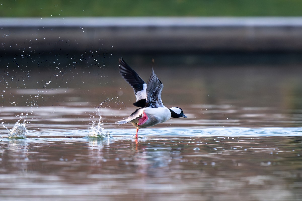 Гоголь-головастик - ML645737447