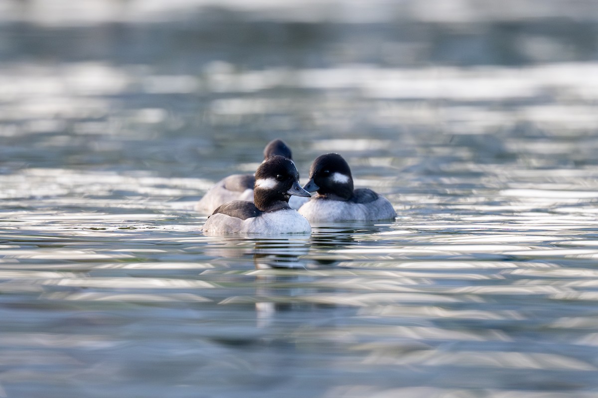 Гоголь-головастик - ML645737448