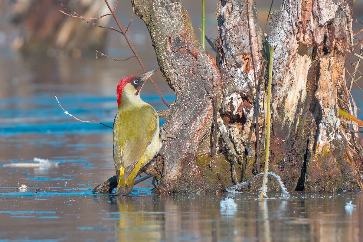 נקר ירוק - ML645737449