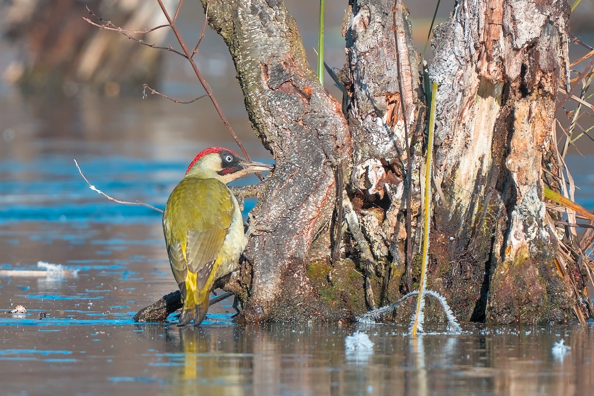 נקר ירוק - ML645737450